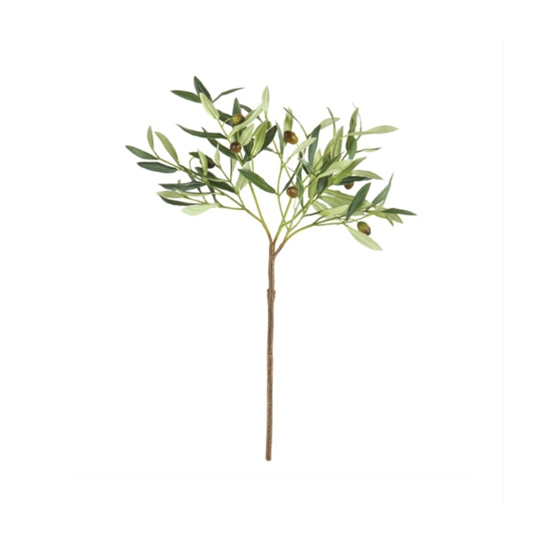 Olive Stem with Olives