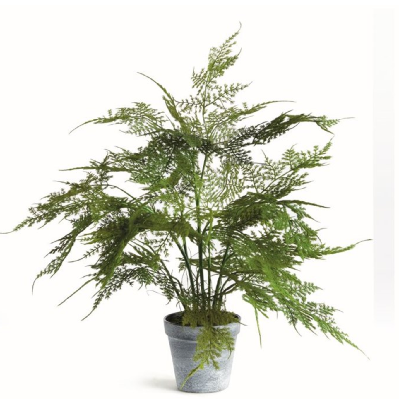 Plumosa Fern Drop-In 17"