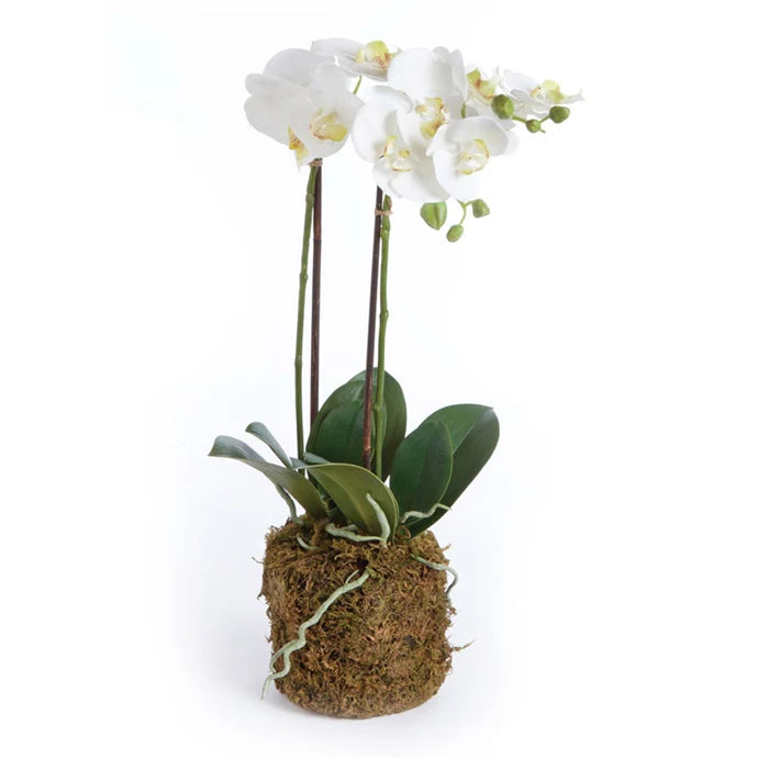 Phalaenopsis Drop In, 23"