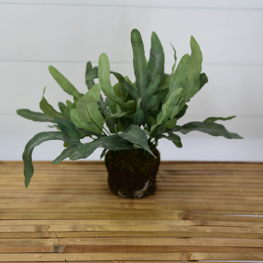 Echeveria Fern Drop-in