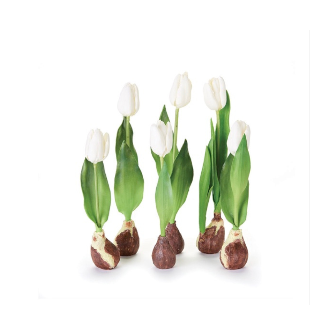 Standing Tulips with Bulbs