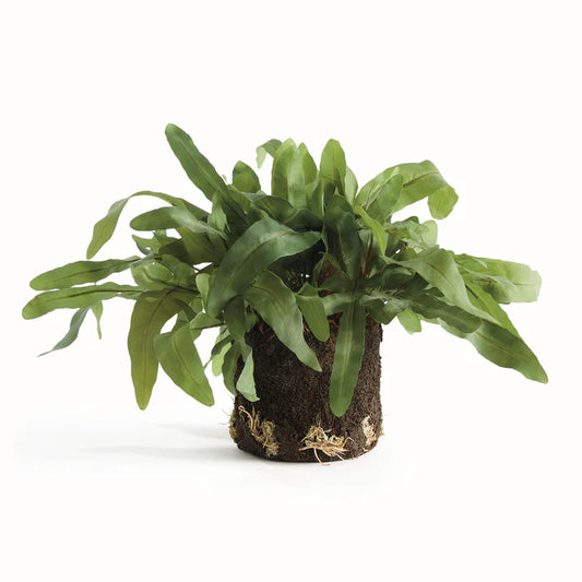 Echeveria Fern Drop-In 8.5"