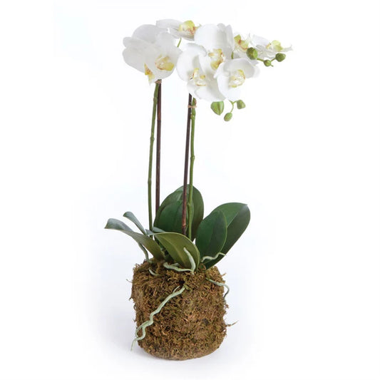 Phalaenopsis Drop In, 23"