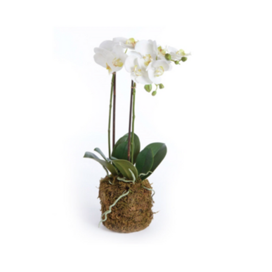 Orchid Drop-In 23"