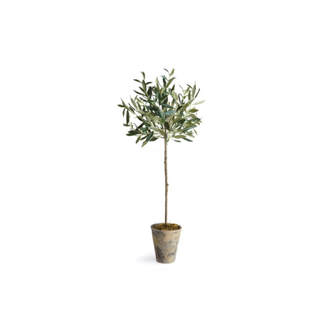 Potted Olive Tree